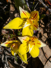 Caladenia flava