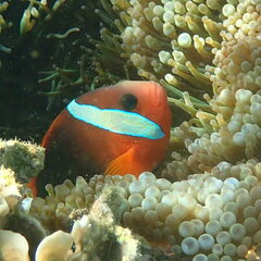 Amphiprion melanopus