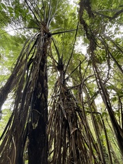 Cyathea medullaris