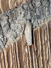 Prairiana