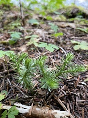 Lycopodium clavatum