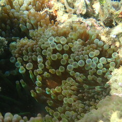 Entacmaea quadricolor