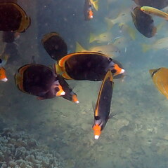 Chaetodon flavirostris