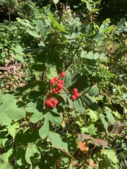 Sorbus sitchensis