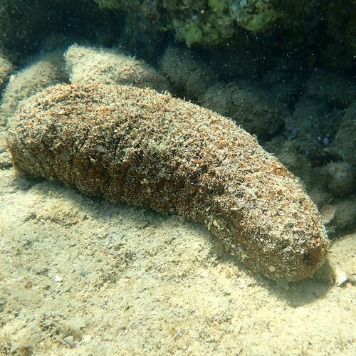 How to identify Actinopyga echinites (Jaeger, 1833)