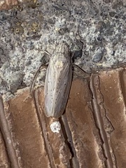 Prairiana