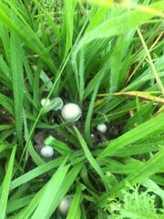 Panaeolus cyanescens