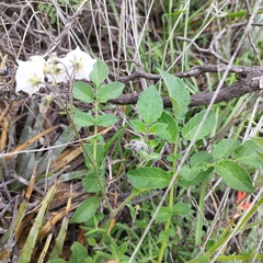 Solanum stoloniferum
