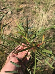 Acacia implexa