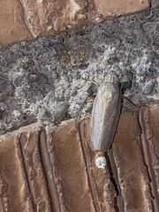 Prairiana
