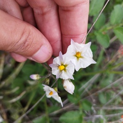 Solanum stoloniferum