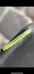 Tortricoidea
