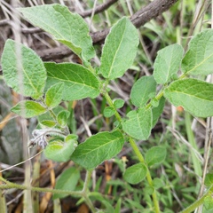 Solanum stoloniferum