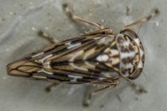 Idiocerus moniliferae