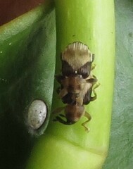 Peristoreus discoideus