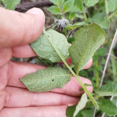 Solanum stoloniferum