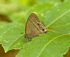 Cissia themis
