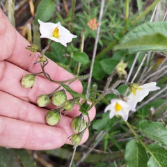 Solanum stoloniferum