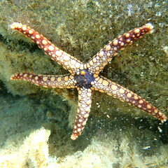 Fromia heffernani