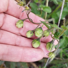 Solanum stoloniferum