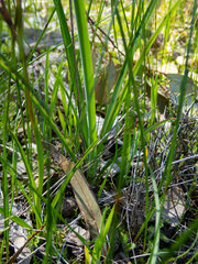 Diuris corymbosa