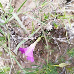 Ipomoea capillacea