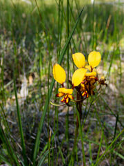 Diuris corymbosa