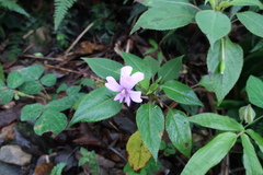 Impatiens kinabaluensis
