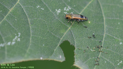 Agrilus chujoi