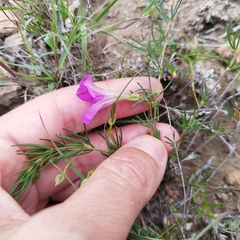 Ipomoea capillacea