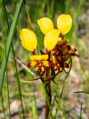 Diuris corymbosa