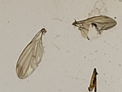 Clusiidae
