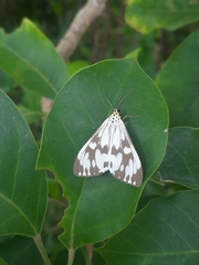 Nyctemera adversata