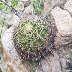 Ferocactus histrix