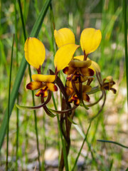 Diuris corymbosa