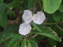 Jacquemontia paniculata