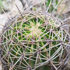 Ferocactus histrix