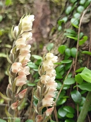 Goodyera foliosa