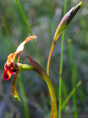 Diuris corymbosa