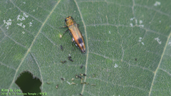 Agrilus chujoi