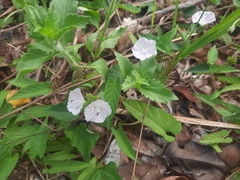 Jacquemontia paniculata