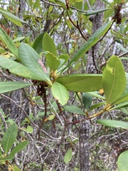 Rhododendron macrophyllum