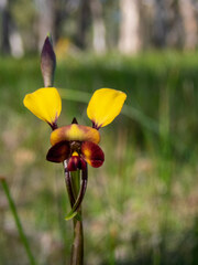 Diuris corymbosa