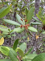 Rhododendron macrophyllum