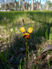 Diuris corymbosa
