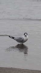 Sterna striata striata