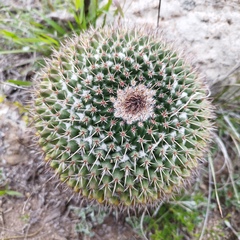Mammillaria gigantea