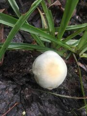 Panaeolus cyanescens