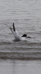 Sterna striata striata