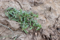 Eclipta prostrata